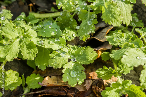 Chelidonium Majus, Also Called Greater Celandine with Drops