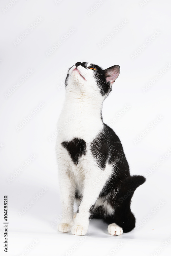 Black and white cat