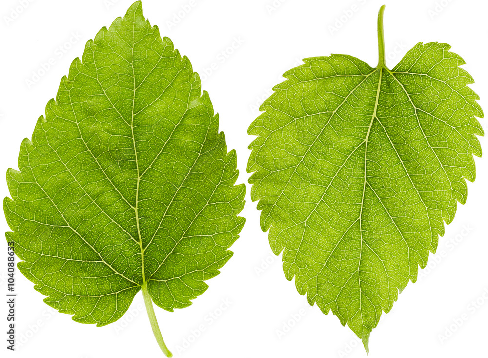 Fototapeta premium Green leaves