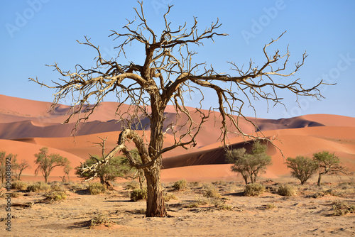 Namib-Naukluft National Park  Namibia  Africa