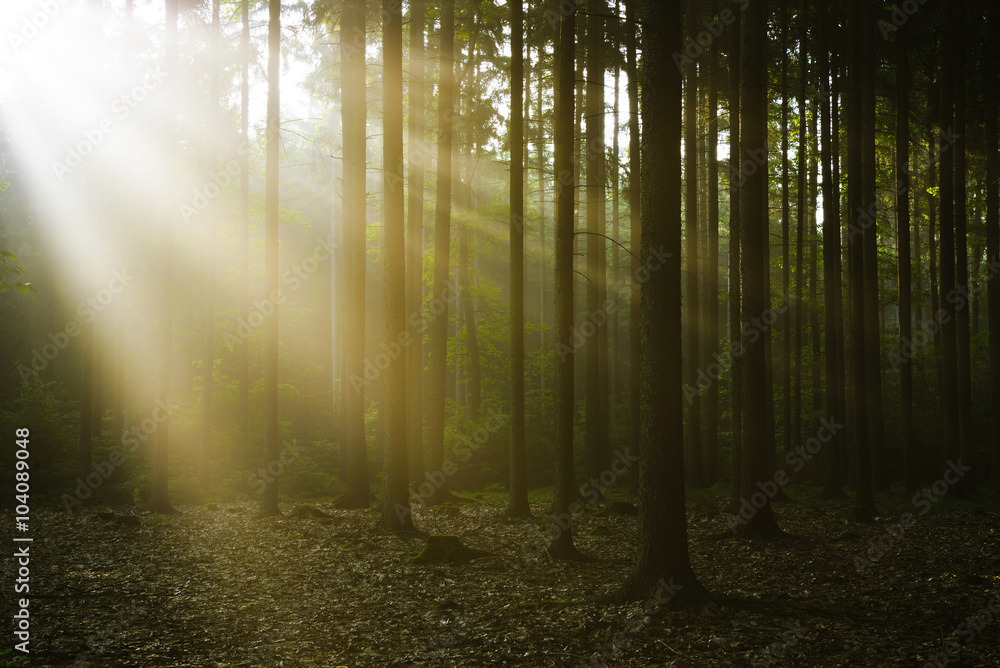 Fototapeta premium Deep forest with sun rays