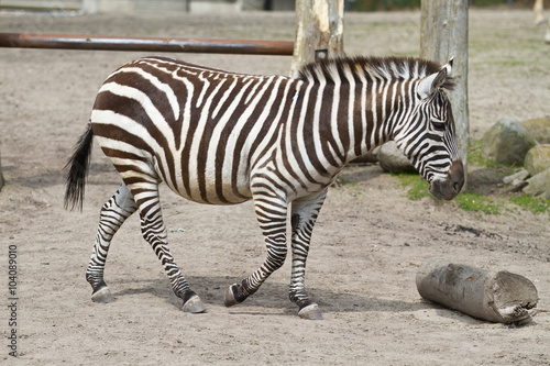 Zebra