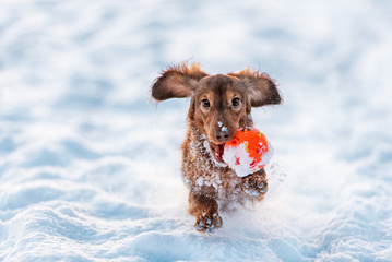 funny dog dachshund  jumps up in winter park