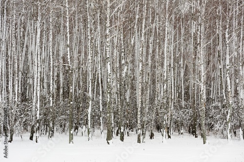 Empty birch trees grove in winter