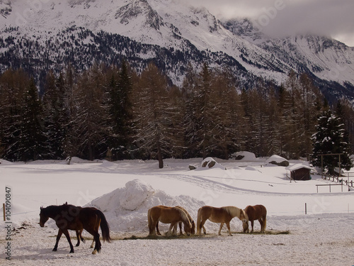 Cavalli in montagna con la neve