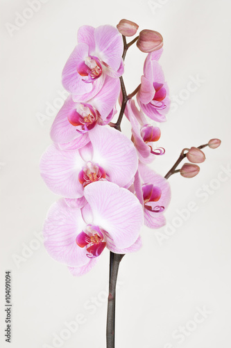 Pink streaked orchidea