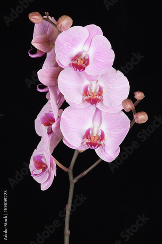 Pink streaked orchid flower (Phalaenopsis)