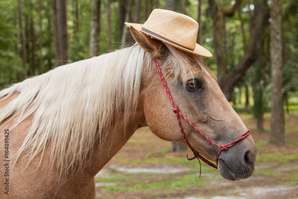 Palomino beige with white mane horse equine wearing straw hat in costume  and red haltar Stock Photo | Adobe Stock