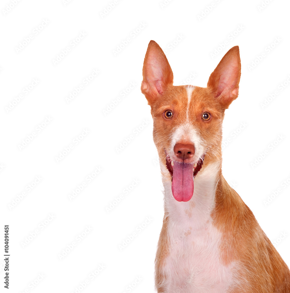 Red and white dog with ears pricked