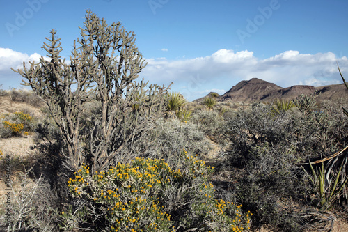 The rugged and mountainous Mojave Desert lies east of Los Angeles, California, in a dry rocky landscape where some plants and animals manage to drive.