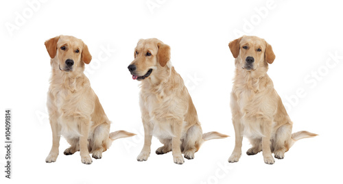 Three Golden Retriever dogs breed