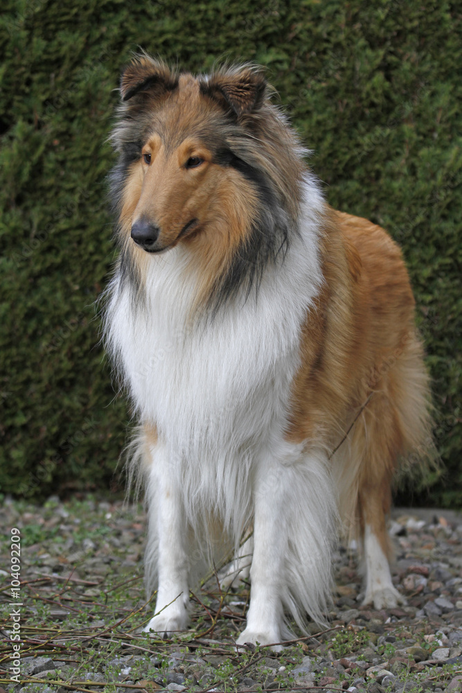 Langhaariger Collie