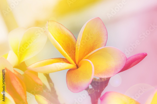 Romantic soft mood colour frangipani yellow pink flower
