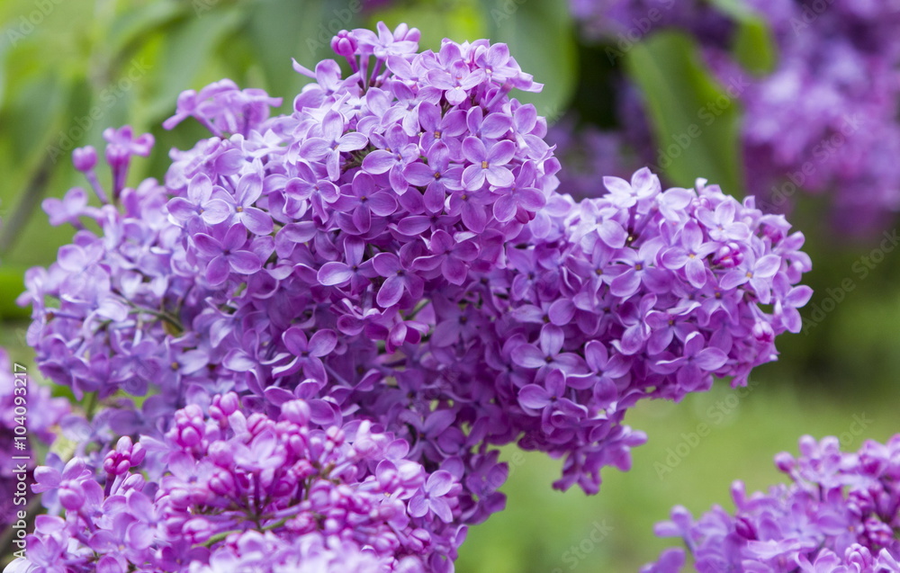 Obraz premium Blossoming Syringa vulgaris in Minsk a botanical garden, Belarus