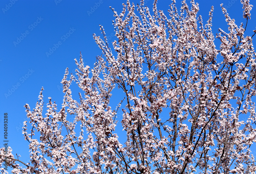 Springtime Springtime