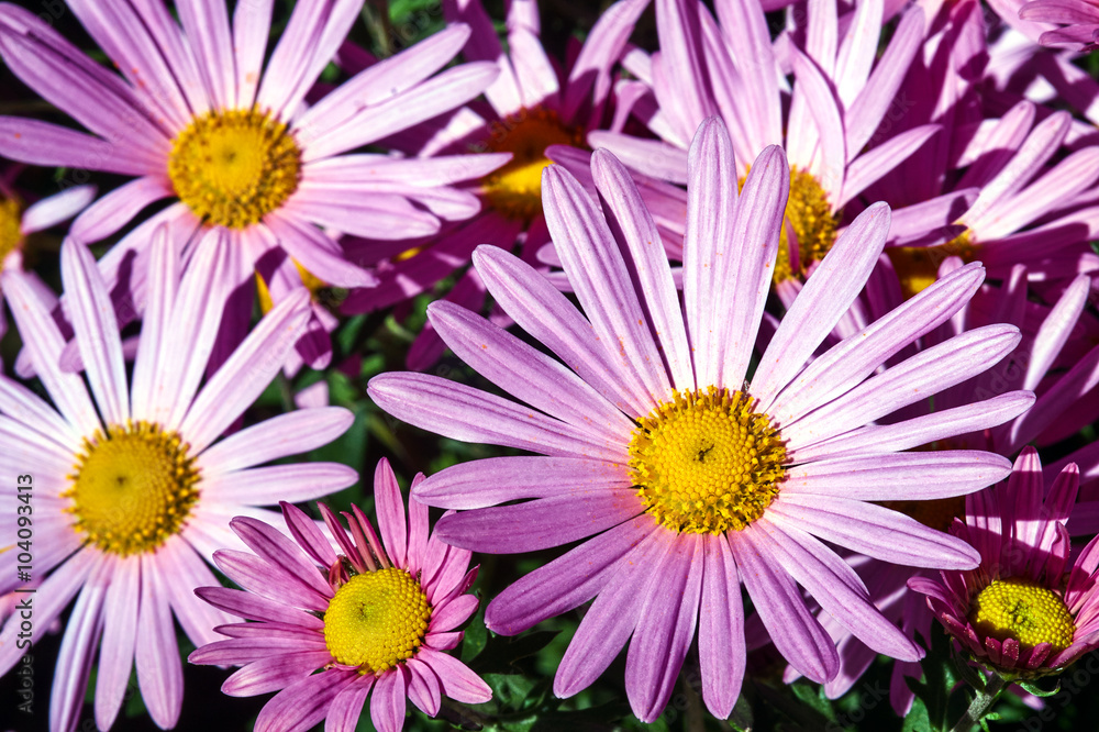 Fototapeta premium A bouquet of pink flowers blooming chrysanthemum in garden.
