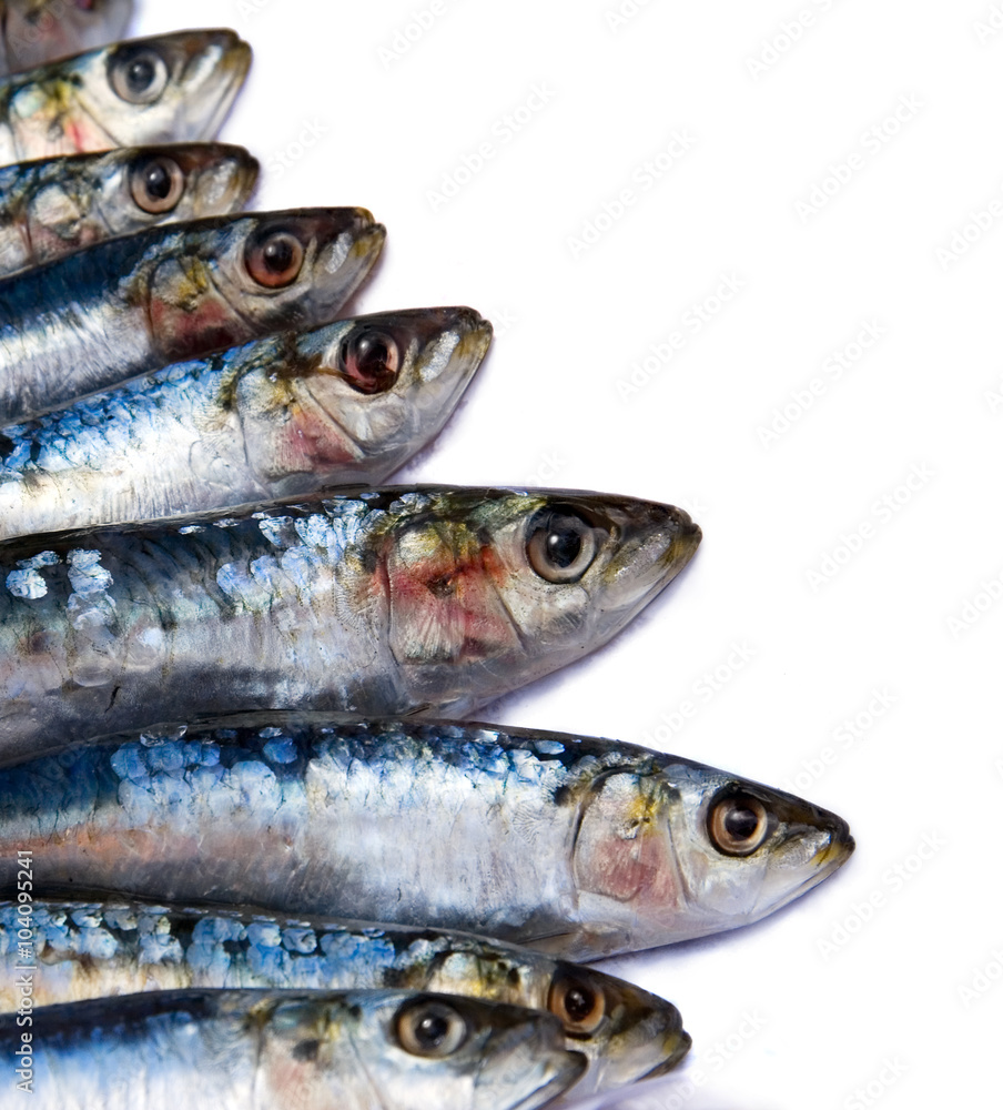 Fresh sardines on white background with copy space