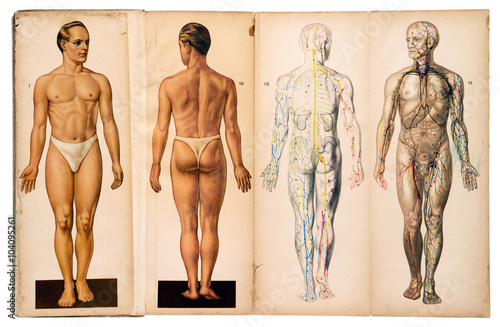 Obraz na plátně Old vintage male medical anatomy charts