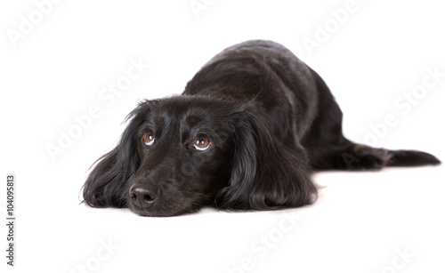 Fototapeta Naklejka Na Ścianę i Meble -  sad dachshund dog