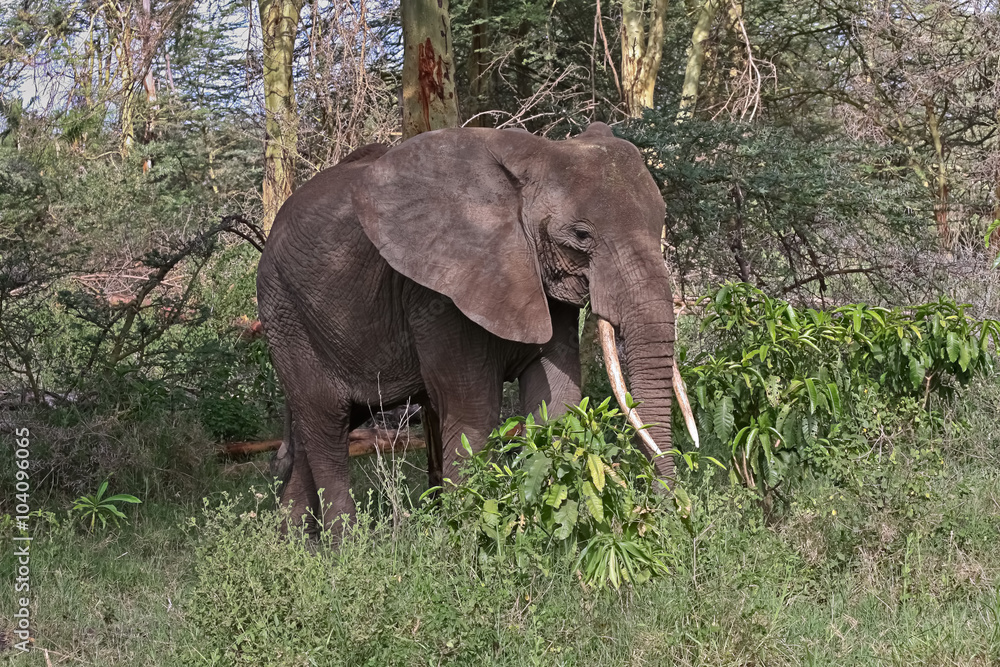Adult elephant with big tusks in profile among trees and shrubs. Lake Manyara National Park, Tanzania, Africa. 
