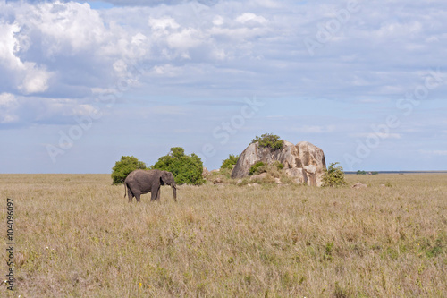 Adult elephant stands before huge field stone in savanna against cloudy sky background. Serengeti National Park, Tanzania, Africa. 