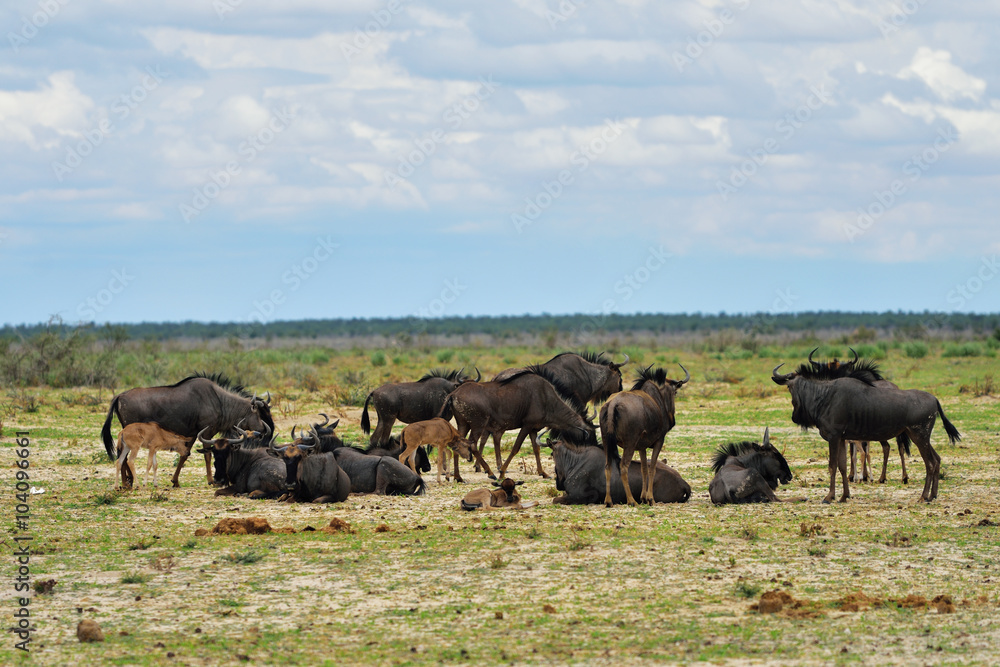 Blue wildebeest antelopes, Africa Blue wildebeest antelopes, Africa