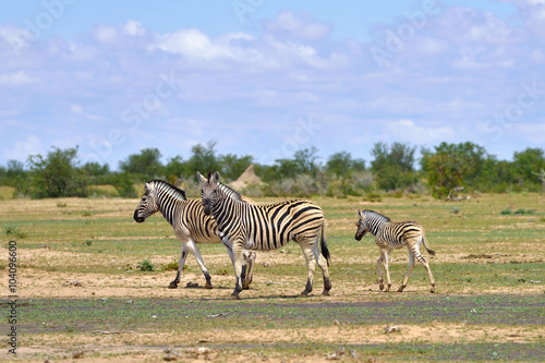 Zebras in Etosha  Namibia