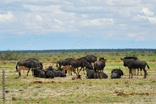 Blue wildebeest antelopes, Africa