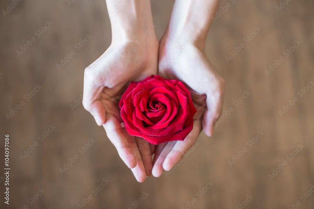 Obraz premium red rose in hands