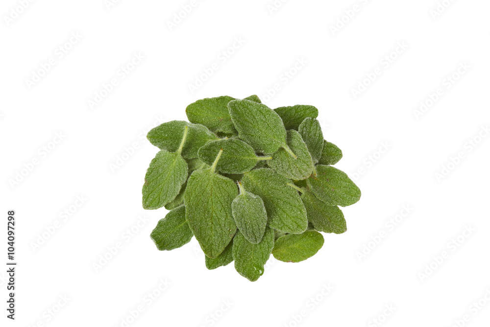 oregano in close-up oregano in close-up