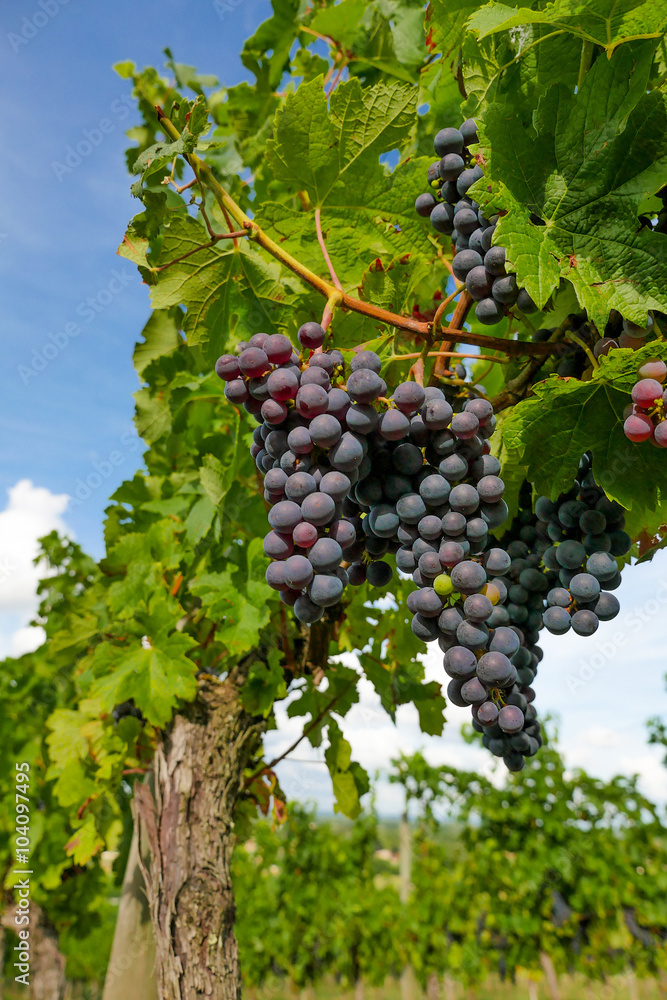 Bordeaux Wineyard at Sunset-Grapes
