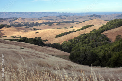 Fototapeta Naklejka Na Ścianę i Meble -  The drought-stricken hills of Sonoma County California are the ideal environment for growing grapes and managing ranches.