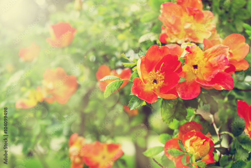 Obraz premium Red tea roses