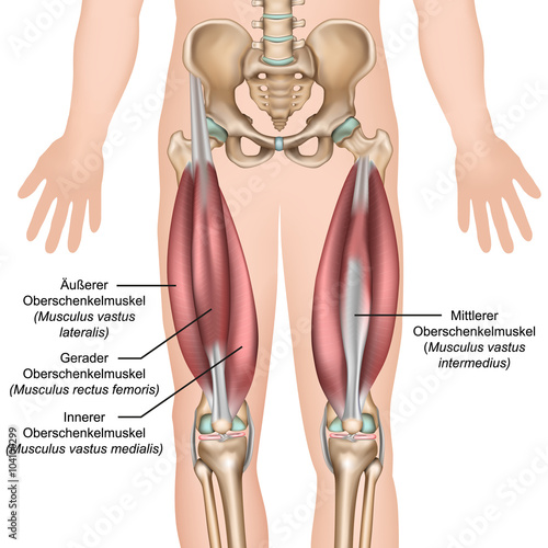 Anatomie des Quadrizeps Muskeln photo