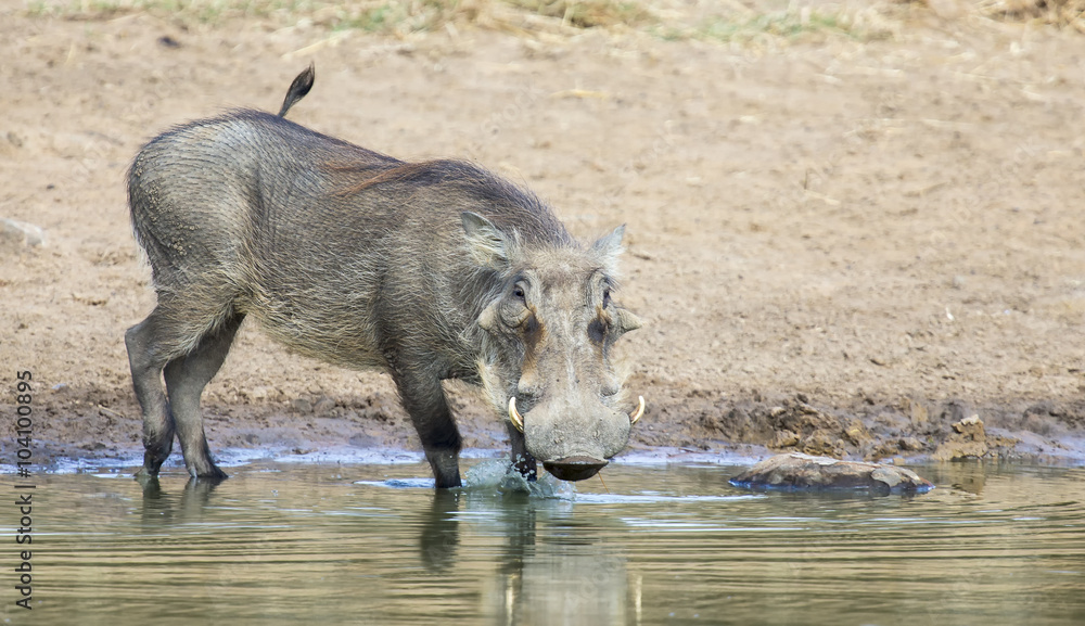 Single old Warthog standing at a waterhole drinking Single old Warthog standing at a waterhole drinking