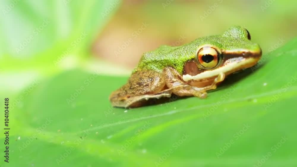 Small tropical frog on green leaf in jungle forest. Rainforest animals video Small tropical frog on green leaf in jungle forest. Rainforest animals video