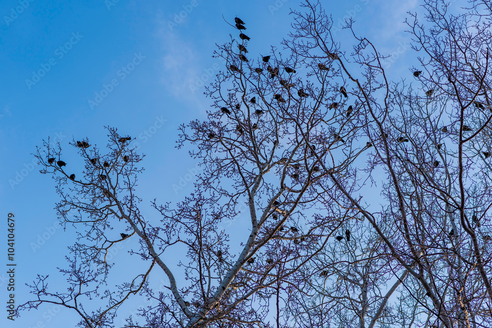 Birds on branches under blue sky. Birds on branches under blue sky.