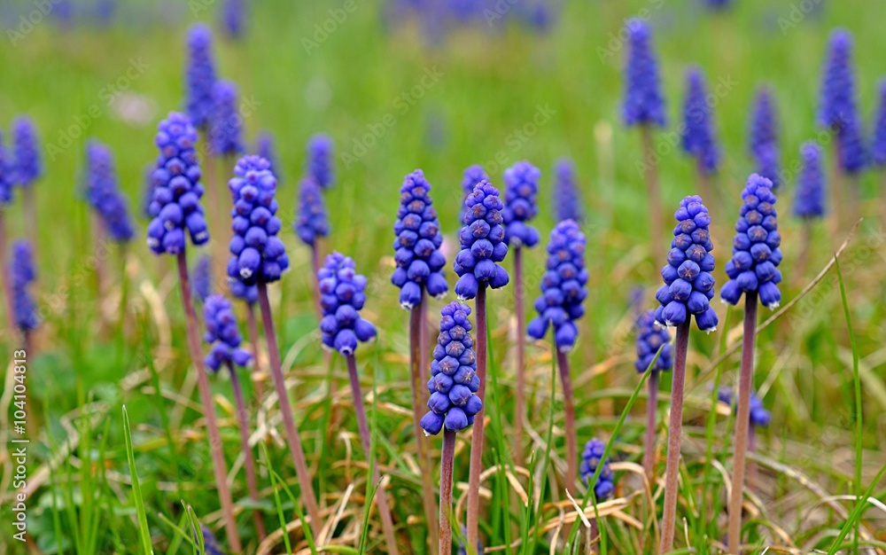 blue flowers in the garden - grape hyacinth blue flowers in the garden - grape hyacinth