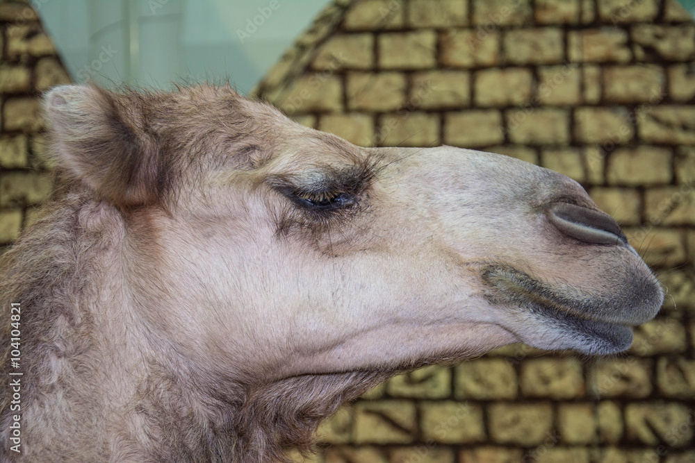 Fototapeta premium Camels in Arabia, wildlife