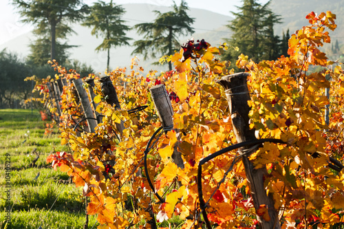 Vineyard trees in Cavaion, Verona, Italy photo