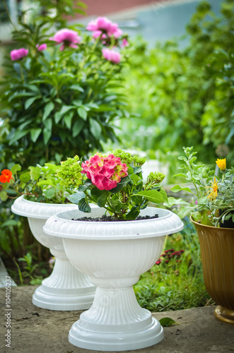 Hydrangea in the pot growing in the summer garden.  Selectiv focus