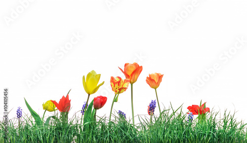 Green grass lawn spring flowers, isolated on white. Floral natur
