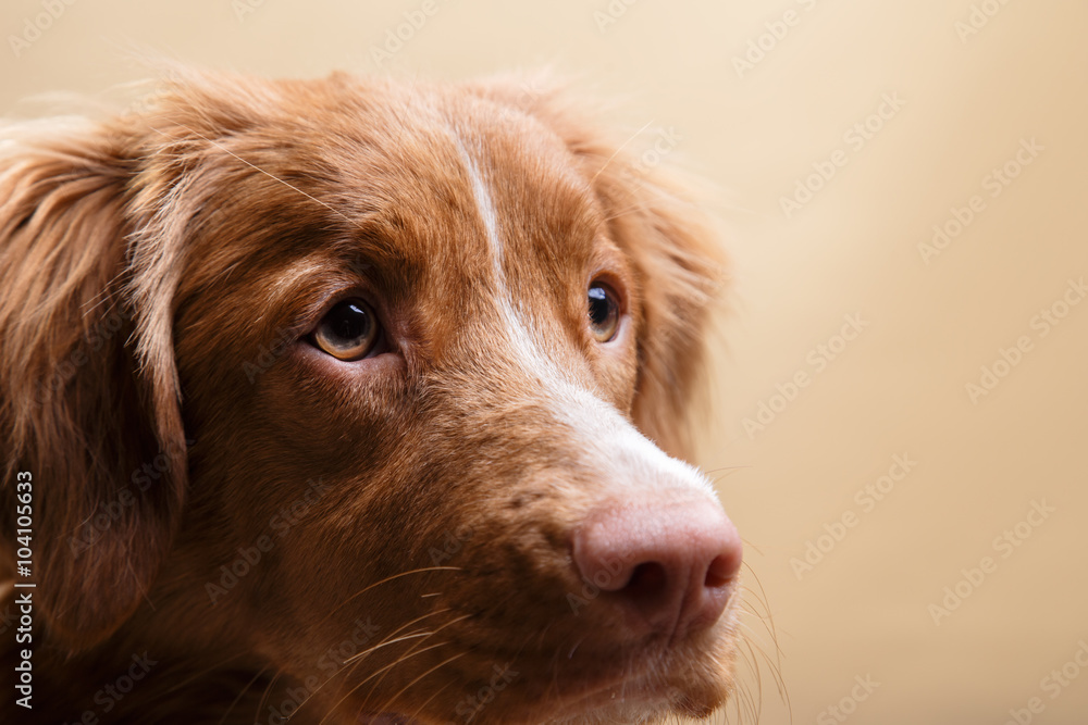 Dog Nova Scotia Duck Tolling Retriever Dog Nova Scotia Duck Tolling Retriever
