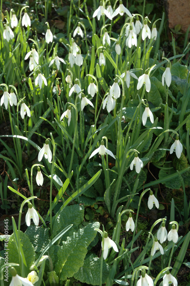 Fototapeta premium Snowdrops