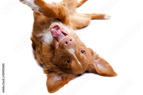 Fototapeta Naklejka Na Ścianę i Meble -  Dog Nova Scotia Duck Tolling Retriever