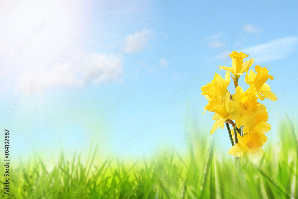Yellow Daffodils in a meadow
