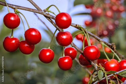 Cuadro en lienzo Sweet cherries on orchard trees