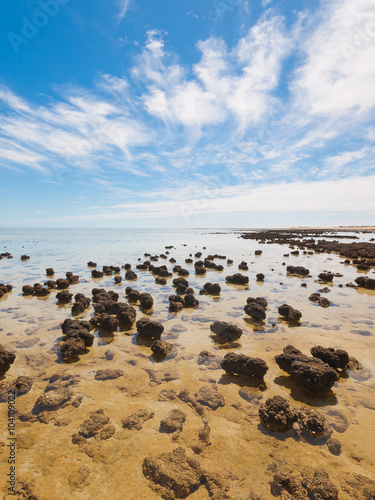 Fototapeta Naklejka Na Ścianę i Meble -  The Stromatolites in the Area of Shark Bay, Western Australia. Australasia