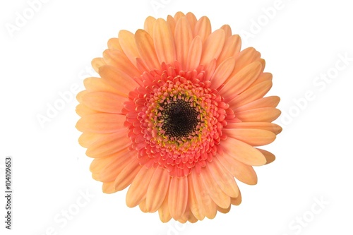 Gerbera Bl  te - Studioaufnahme Makro