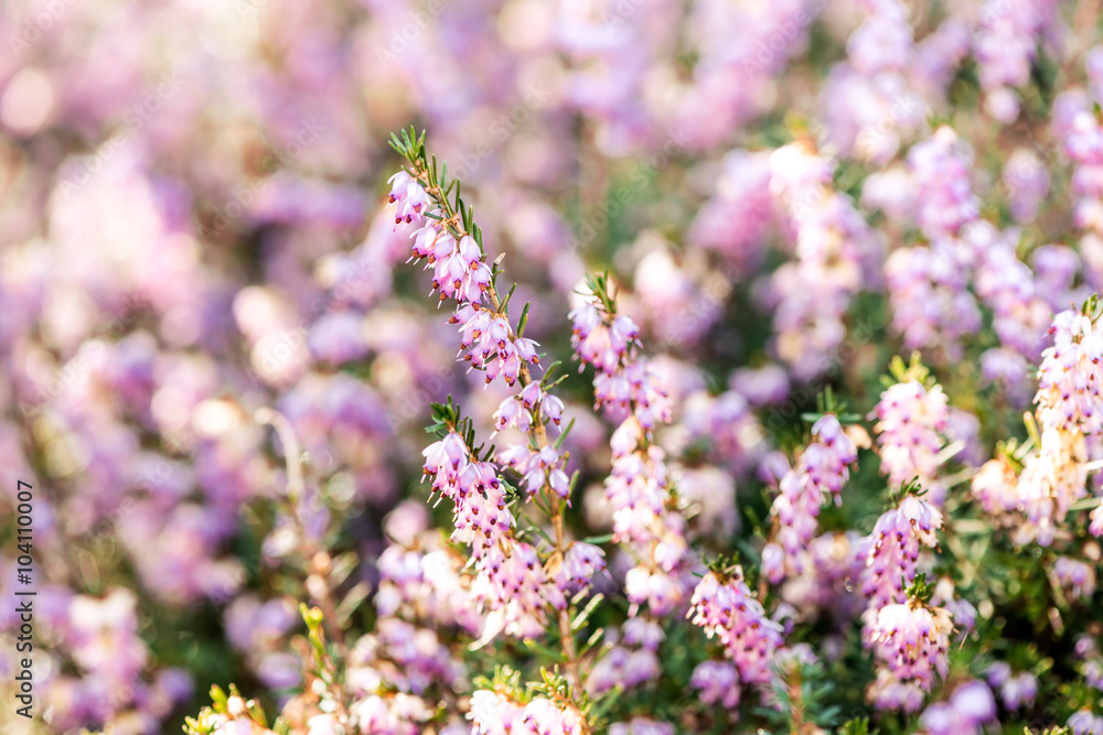 Spring heathers with soft focus bokeh